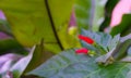 Chilli Pepper tree in the garden Royalty Free Stock Photo