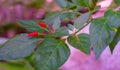 Chilli Pepper tree in the garden Royalty Free Stock Photo