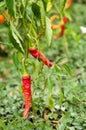 Red and green chilli peppers growing in garden Royalty Free Stock Photo