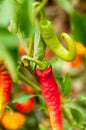 Red and green chilli peppers growing in the garden Royalty Free Stock Photo