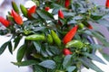 Chilli pepper plant