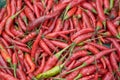 Red & Green Chillies Royalty Free Stock Photo