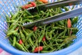 Red and green Chillies in basket Royalty Free Stock Photo