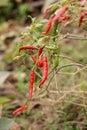 Red and green chillies