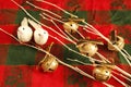 White branch, gold jingle bells, two dove birds, CHRISTMAS, red and green cloth, Royalty Free Stock Photo