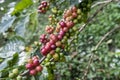 Red and green Coffee beans.