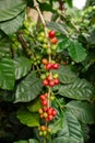 Red and green coffee berries on a branch at the coffee plantation. Royalty Free Stock Photo