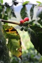 Red and Green Coffee cherries catching little sun Royalty Free Stock Photo