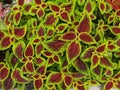 Red and Green Coleus Royalty Free Stock Photo