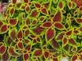 Red and Green Coleus