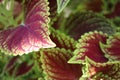 red-green-Coleus Royalty Free Stock Photo