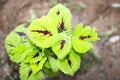 Red and Green Coleus plants in ground with dirt and clay around them macro photography