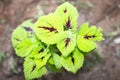 Red and Green Coleus plants in ground with dirt and clay around them macro photography