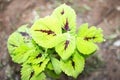 Red and Green Coleus plants in ground with dirt and clay around them macro photography