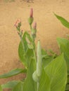 Red and green buds of Canna lily Royalty Free Stock Photo