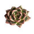 Red and green color succulent rosette. Echeveria Shallot top view isolated on white