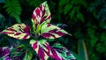 Red and green colored flowers with dark and defocused background Royalty Free Stock Photo