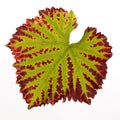 Red and green colored leaf