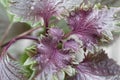 Red and green colored leaves of Shiso, Perilla frutescens Royalty Free Stock Photo