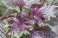 Red and green colored leaves of Shiso, Perilla frutescens Royalty Free Stock Photo