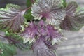 Red and green colored leaves of Shiso, Perilla frutescens Royalty Free Stock Photo