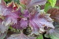 Red and green colored leaves of Shiso, Perilla frutescens Royalty Free Stock Photo