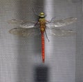 Red and Green Comet Darner Dragonfly Royalty Free Stock Photo