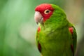 Red and green conure parrot Royalty Free Stock Photo