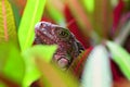 Red and Green Costa Rica Iguana Royalty Free Stock Photo