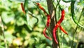 Red and green curly chili (Capsicum annum L.) between the leaves.