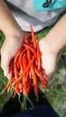 Red and green curly chili in hand which is the result of the garden of farmers who are harvesting. suitable for people who are loo