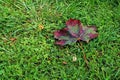 Red and green drying autumn leaf on green grass