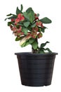 Red and green Euphorbia milli or Crown of Thorns flower bloom in black plastic pot isolated on white background. Royalty Free Stock Photo