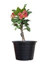 Red and green Euphorbia milli or Crown of Thorns flower bloom in black plastic pot isolated on white background. Royalty Free Stock Photo