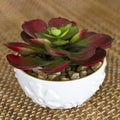 Red-green flower succulent in a white ceramic pot Royalty Free Stock Photo