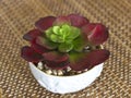 Red-green flower succulent in a white ceramic pot Royalty Free Stock Photo