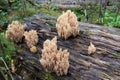 Interesting moss on the old stump