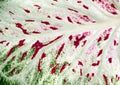 Red and green freckles on White of Caladium leaf Royalty Free Stock Photo