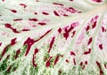 Red and green freckles on White of Caladium leaf Royalty Free Stock Photo