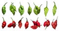 Red and green fresh chili peppers isolated on a white background, Set of red and green chili peppers of different shapes Royalty Free Stock Photo