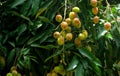 Red Green and fresh Lychee in the tree Royalty Free Stock Photo