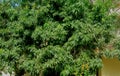 Red Green and fresh Lychee in the tree Royalty Free Stock Photo