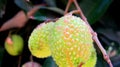 Red Green and fresh Lychee on the tree Royalty Free Stock Photo