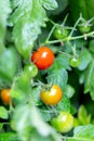 Red and green fruits and leaves of a tomato plant Royalty Free Stock Photo