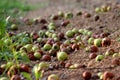 Red and green fully ripe apples fallen to ground from local tree in abandoned garden surrounded with dry soil and grass