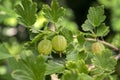 Red and green gooseberries berries ripening on the shrub, healthy, raw, sour and tasty fruits Royalty Free Stock Photo