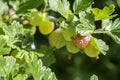 Red and green gooseberries berries ripening on the shrub, healthy, raw, sour and tasty fruits Royalty Free Stock Photo