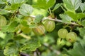 Red and green gooseberries berries ripening on the shrub, healthy Royalty Free Stock Photo