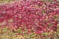 Red and green grape leaves on wall Royalty Free Stock Photo