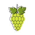 Red and green grapes on white background, grape types set. Logo design, vector illustration. Wine vector logo art.